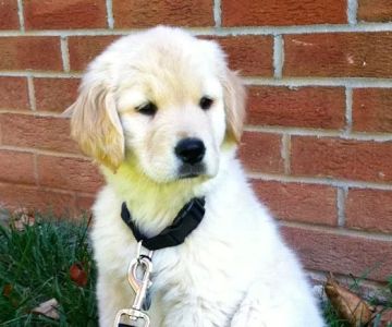 Hillsdale Animal Hospital - Violet Kirk, DVM