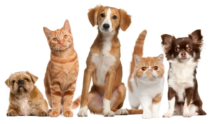 Village Way Veterinary 6