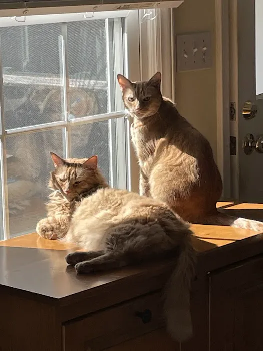 Village Way Veterinary 1