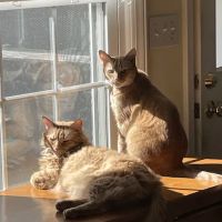 Village Way Veterinary ico