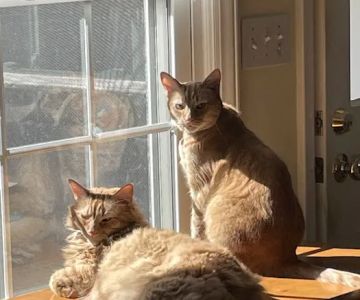 Village Way Veterinary