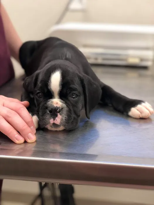 Grandview Animal Hospital 6