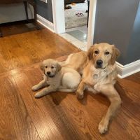 Shallowford Animal Hospital ico