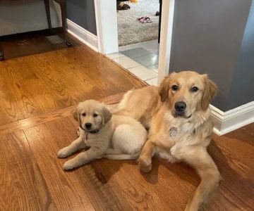 Shallowford Animal Hospital