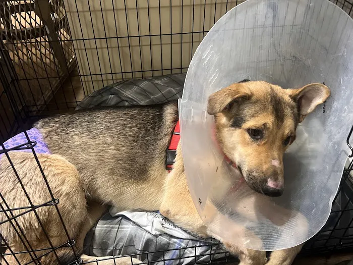 Animal Hospital of Lewisville 6
