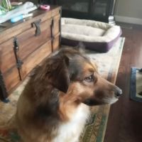 Surry Spay/Neuter Clinic ico