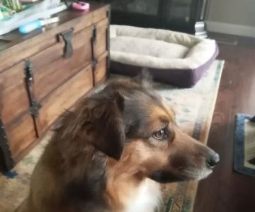 Surry Spay/Neuter Clinic