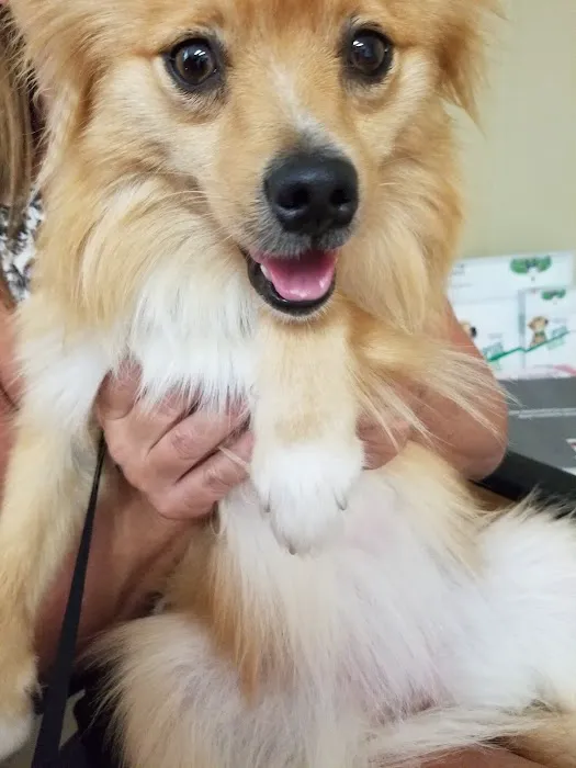 Surry Spay/Neuter Clinic 6