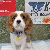 Dobson Veterinary Hospital ico