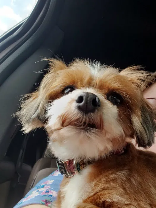 Dobson Veterinary Hospital 3