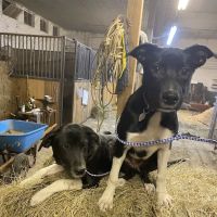 Riverview Animal Hospital ico