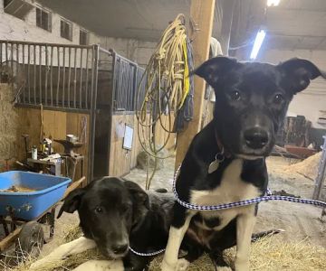 Riverview Animal Hospital
