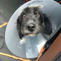 Wilkes Veterinary Hospital ico