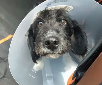Wilkes Veterinary Hospital