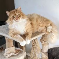Foothills Pet Healthcare Clinic ico