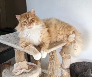 Foothills Pet Healthcare Clinic