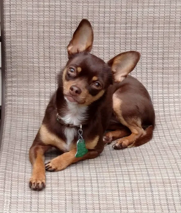 Foothills Pet Healthcare Clinic 10