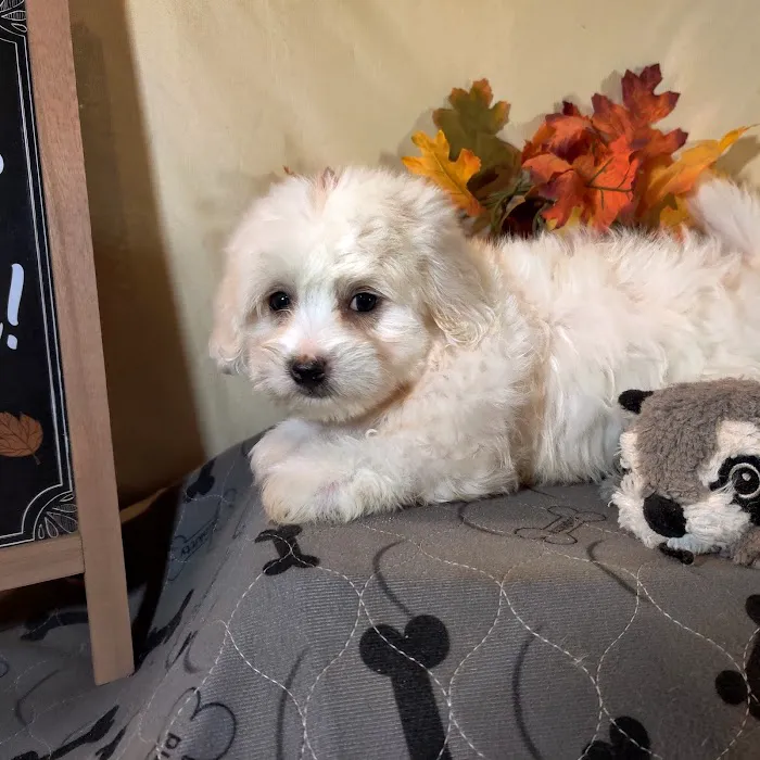 Foothills Pet Healthcare Clinic 6