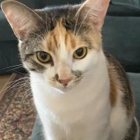 Lake Hickory Veterinary Hospital ico
