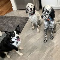 Cascade Summit Animal Hospital ico