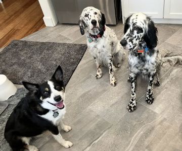 Cascade Summit Animal Hospital