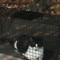 Banfield Pet Hospital ico