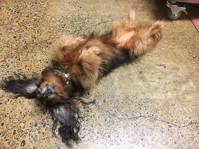 Heart of Oregon Veterinary Cardiology 7