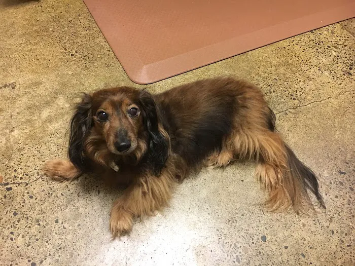 Heart of Oregon Veterinary Cardiology 9