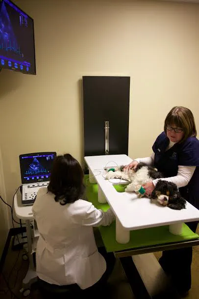 Heart of Oregon Veterinary Cardiology 8