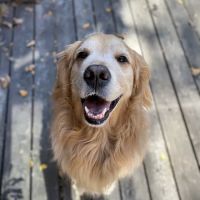 Heart of Oregon Veterinary Cardiology ico