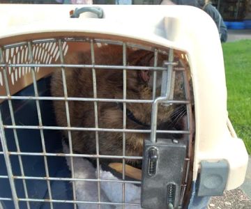 Good Neighbor Vet