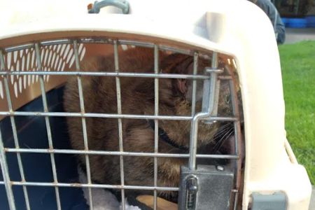 Good Neighbor Vet
