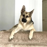 Sunnyside Veterinary Hospital ico