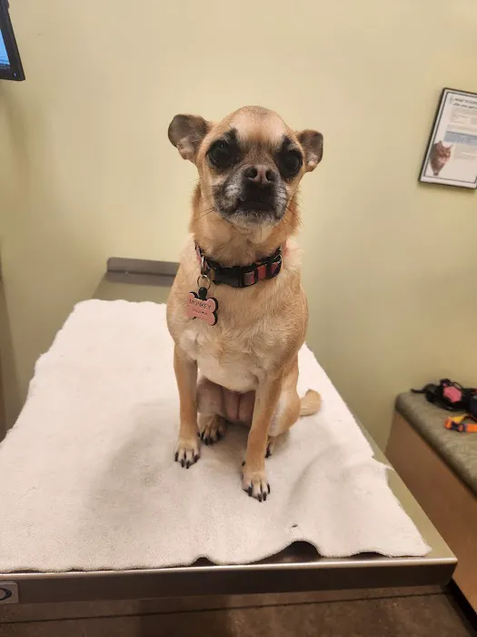 Sunnyside Veterinary Hospital 10