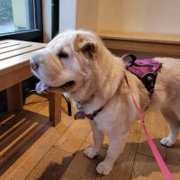 Happy Valley Veterinary Hospital ico