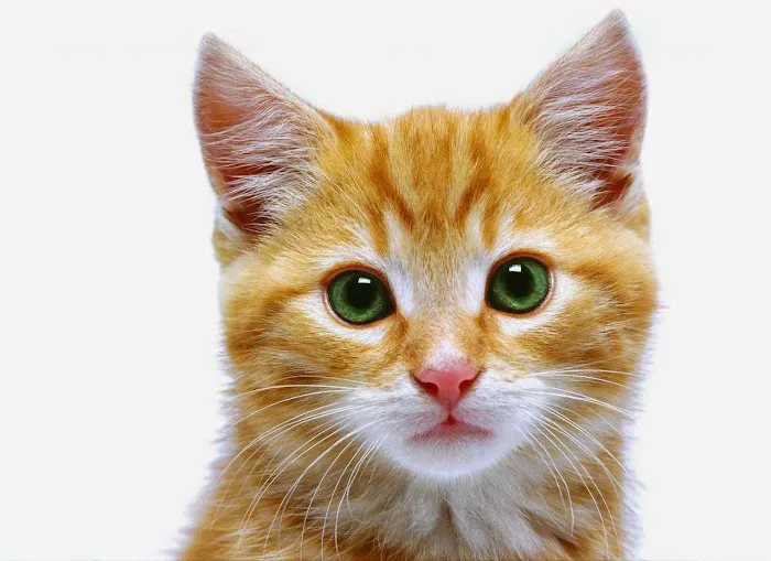 Happy Valley Veterinary Hospital 10