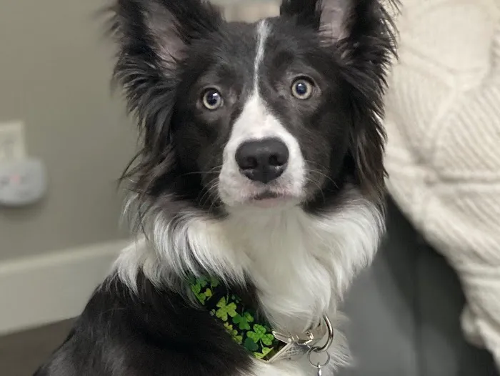 Fern Hill Veterinary Care 5