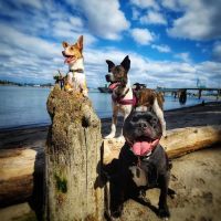 Fern Hill Veterinary Care ico