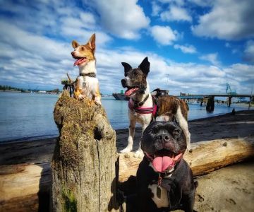 Fern Hill Veterinary Care