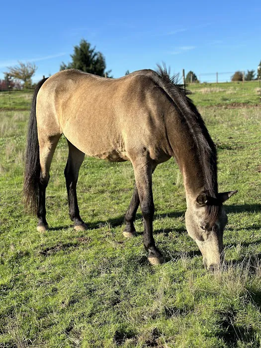 Oregon Equine 7