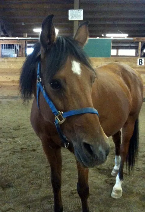 Oregon Equine 2