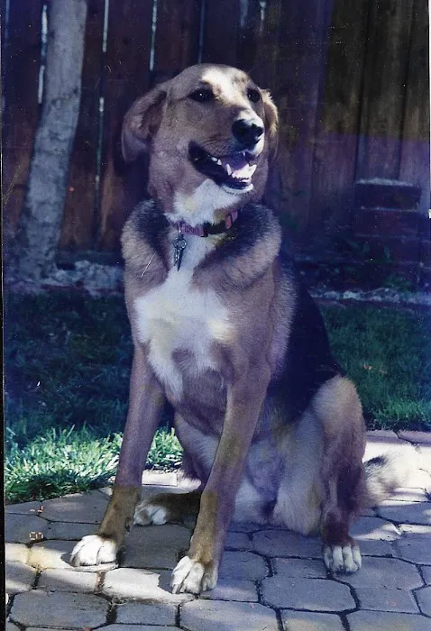 Canyon Animal Hospital 4