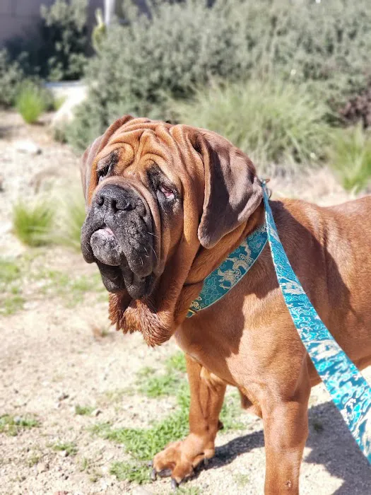 Canyon Animal Hospital 5