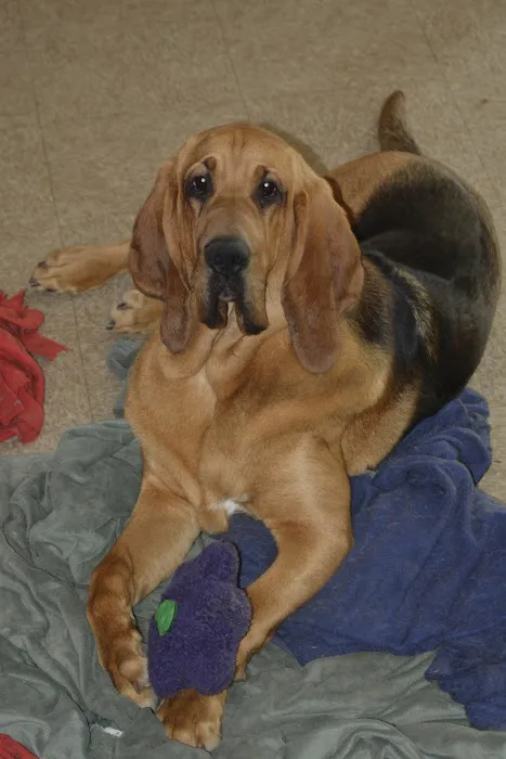 Canyon Animal Hospital 10