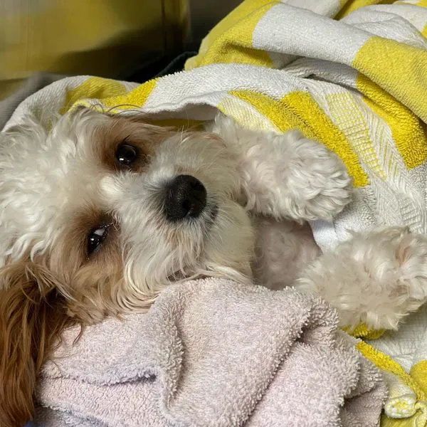 Laguna Beach Veterinary Medical Center 2