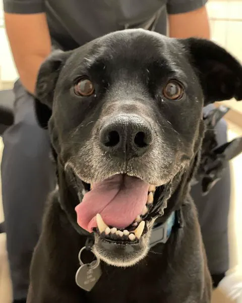 Laguna Beach Veterinary Medical Center 8