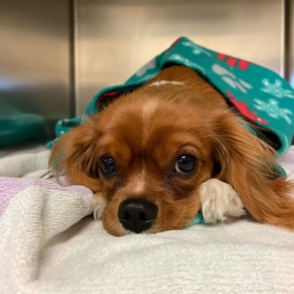 Laguna Beach Veterinary Medical Center 4