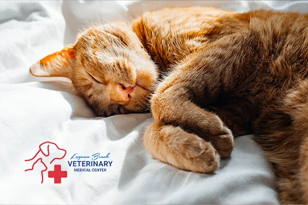 Laguna Beach Veterinary Medical Center 5