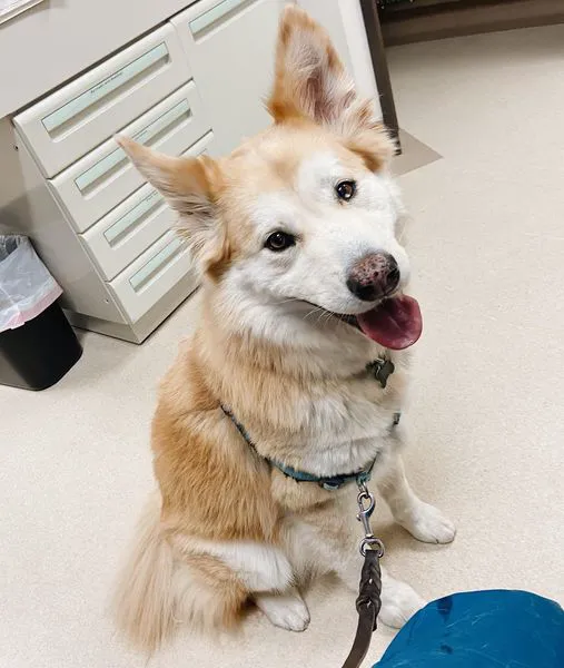 Laguna Beach Veterinary Medical Center 3