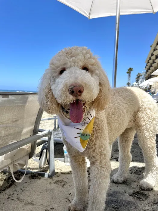 Laguna Beach Veterinary Medical Center 7